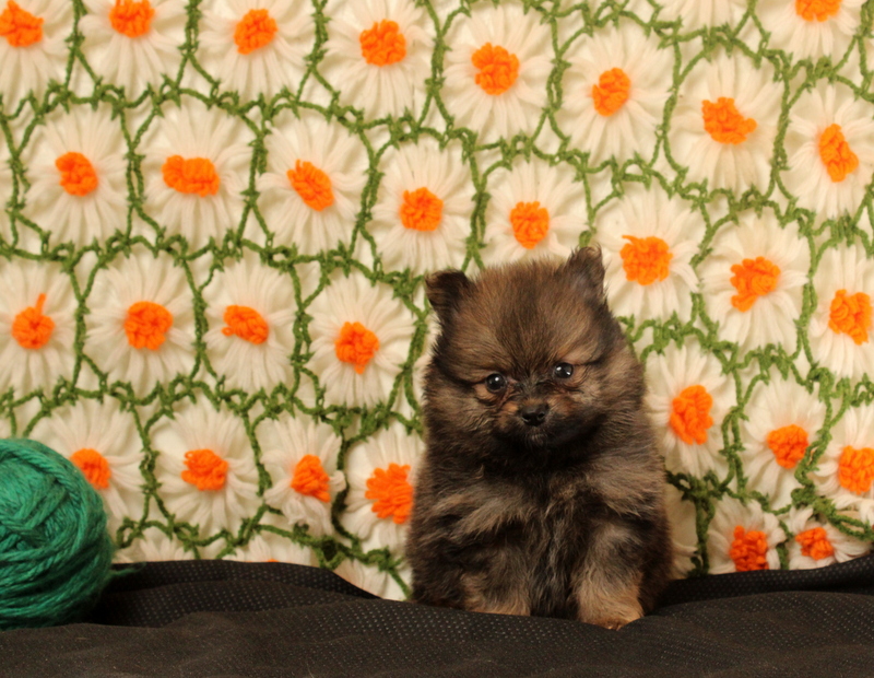 puppy, for, sale, Pomeranian, Matthew B. Stoltzfus, dog, breeder, Gap, PA, dog-breeder, puppy-for-sale, forsale, nearby, find, puppyfind, locator, puppylocator, aca